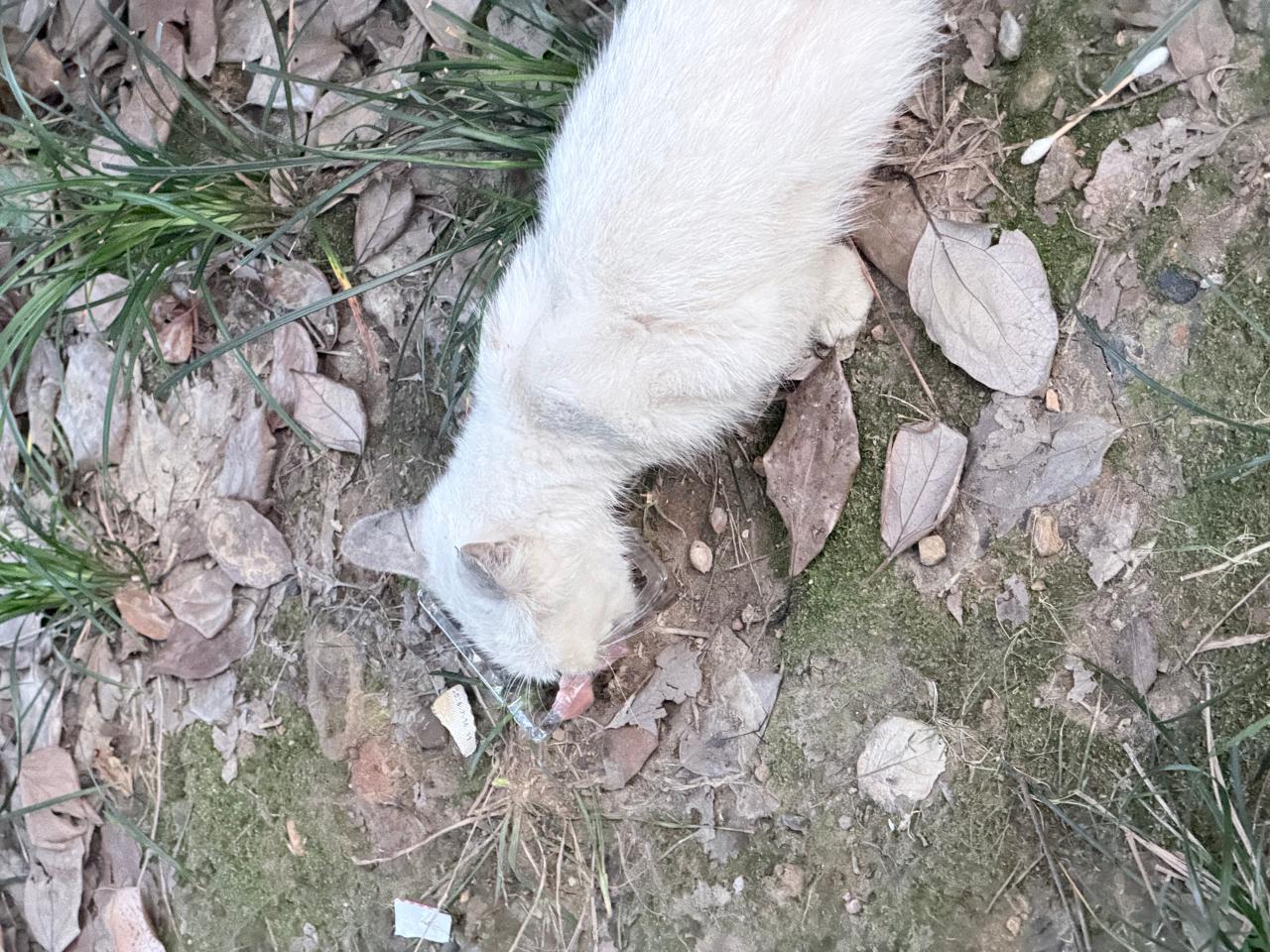 #