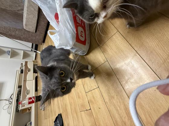 猫咪·蓝白长毛·咕噜