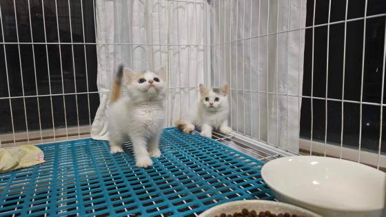 猫咪·英短·三花