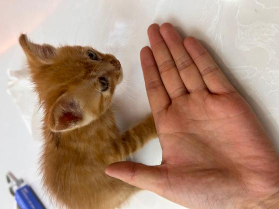 猫咪·小橘猫·小橘猫