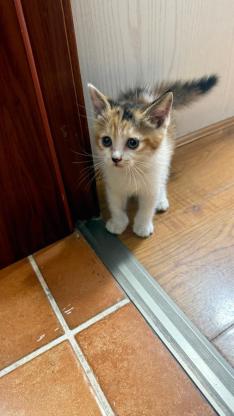 猫咪·三花·圆圆
