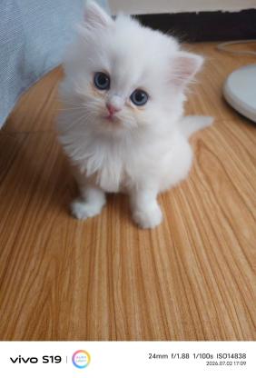 猫咪·长毛银点·还没起名