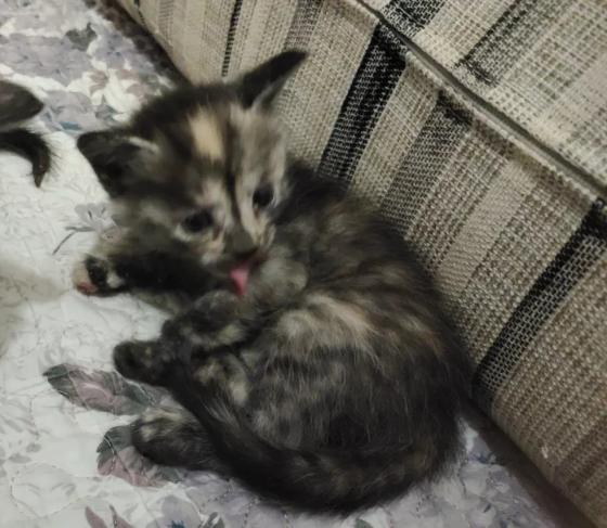 猫咪·美短虎斑·无
