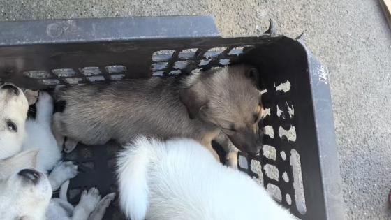 狗狗·中华田园犬·无