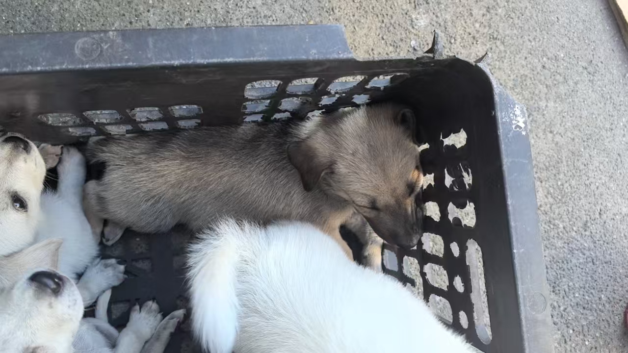 #