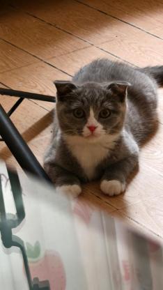 猫咪·懒猫·五月