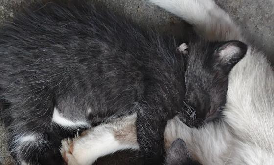 猫咪·奶牛猫·无