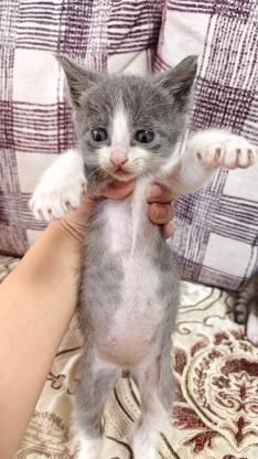 猫咪·蓝白·无
