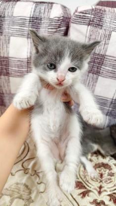 猫咪·蓝白·无