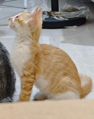 猫咪·橘猫·邦邦
