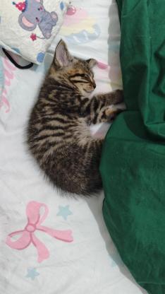 猫咪·狸花猫·没取名