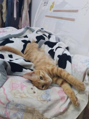 猫咪·橘猫·可以取一个