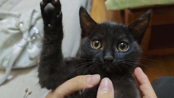 猫咪·田园猫（黑色）·咪咪