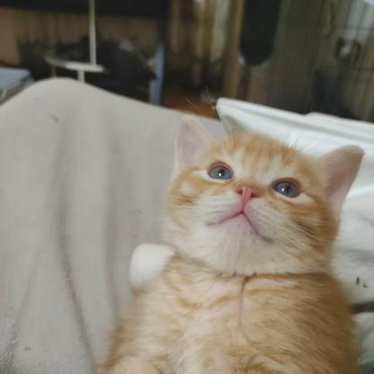 猫咪·橘猫·小橘