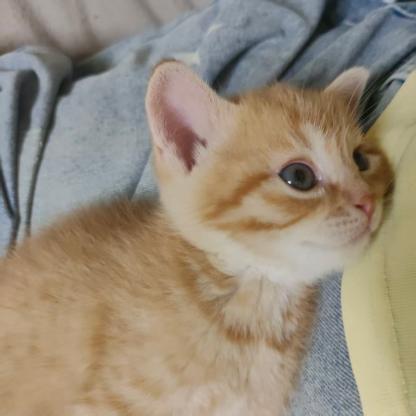 猫咪·橘猫·橘猫