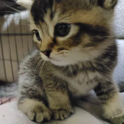 猫咪·狸花加白·虎斑