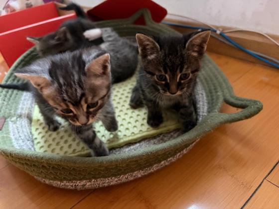 猫咪·美短串串·无
