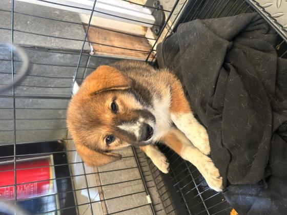 狗狗·田园犬·糯米