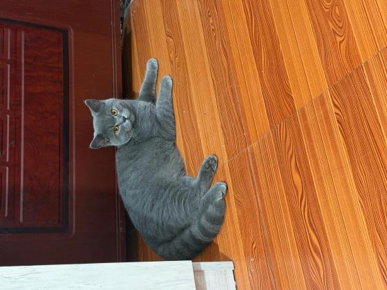 猫咪·蓝猫·布丁