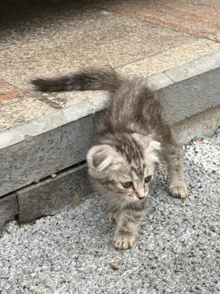 猫咪·折耳狸花猫·没取名字