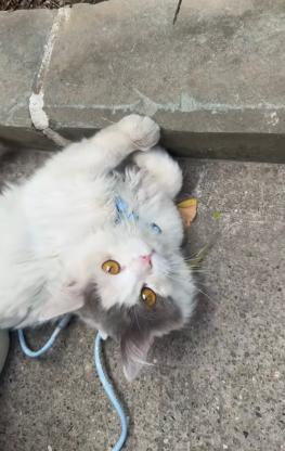 猫咪·长毛蓝白·未起名