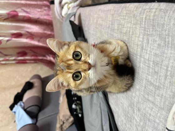 猫咪·金渐层·小新