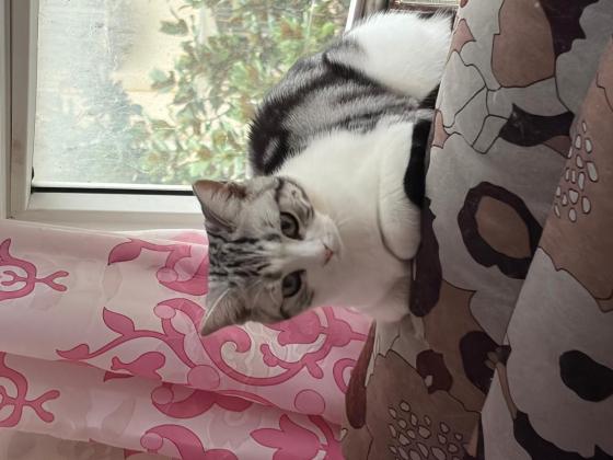 猫咪·美短加白·小葵