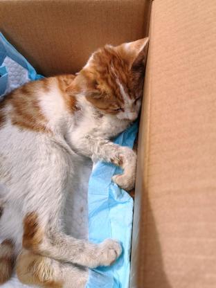 猫咪·橘猫·无