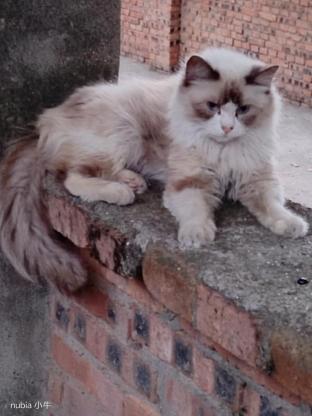 猫咪·布偶·未命名