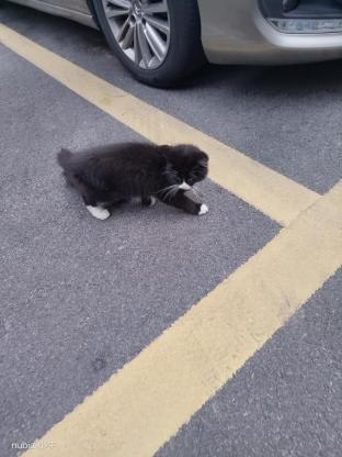 猫咪·长毛奶牛猫·未命名