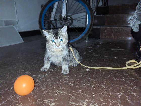 猫咪·布偶和金渐层的孩子·小黑