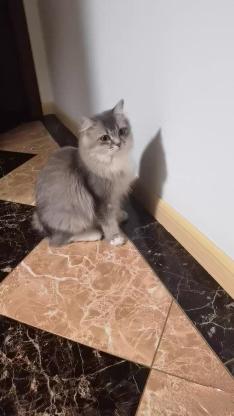 猫咪·蓝金渐层·汤圆