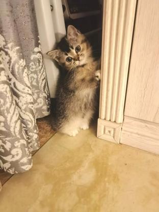 猫咪·英短·毛毛（未取名）