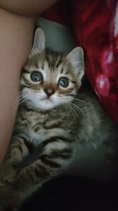 猫咪·狸花猫·无