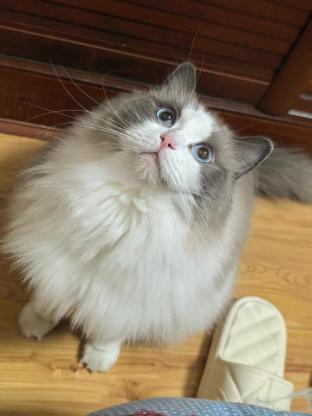 猫咪·布偶猫蓝双·多多
