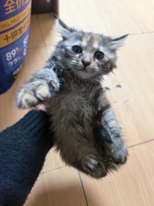 猫咪·长毛梨花和长毛橘猫的串·未知