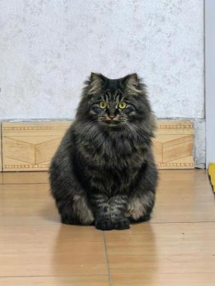猫咪·长毛狸花猫·妹妹