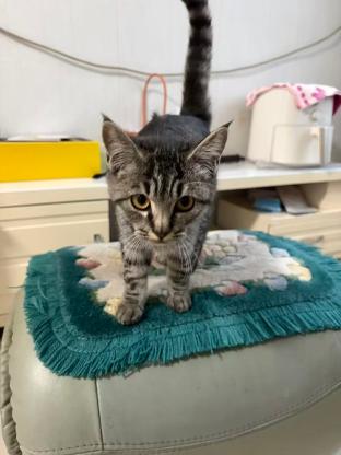 猫咪·狸花猫·七七