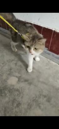 猫咪找主人