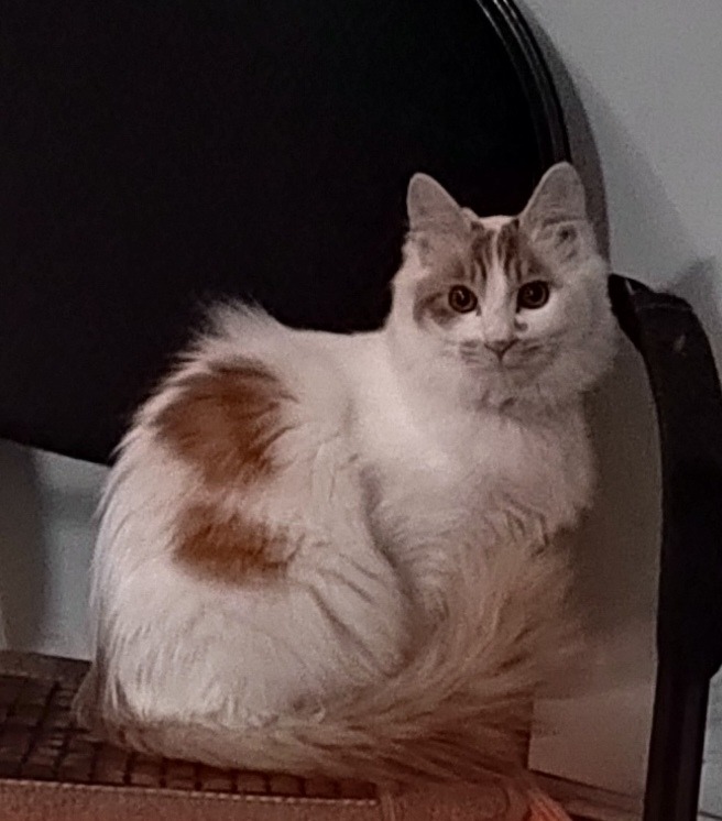 寻猫