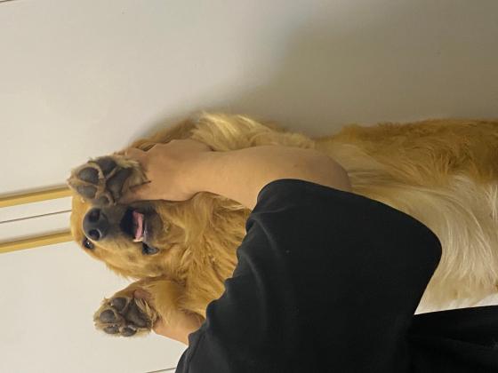 金毛
