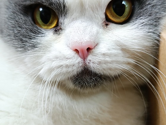 请大家帮忙找一下猫猫