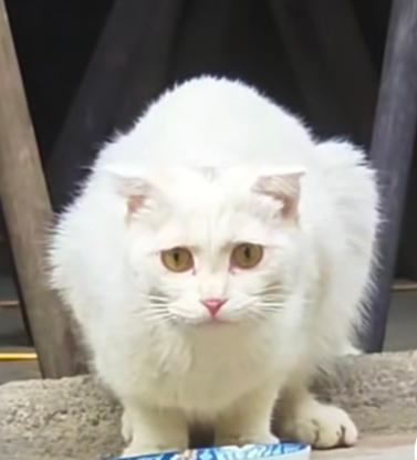 谁家猫咪丢了！