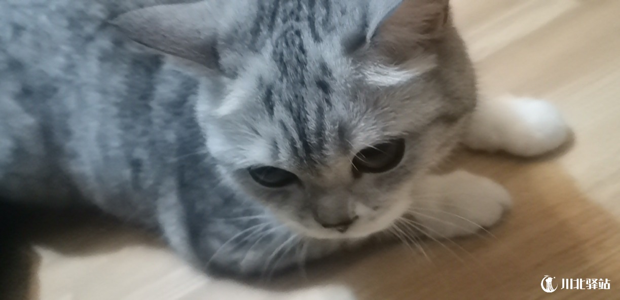 寻猫