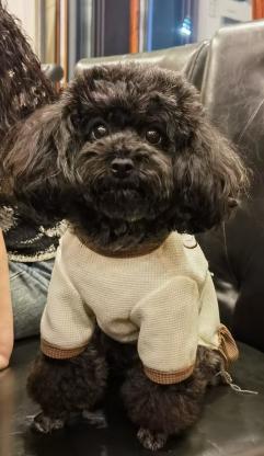 寻狗启事