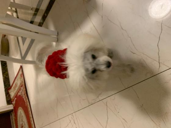 捡到一只白色小狗