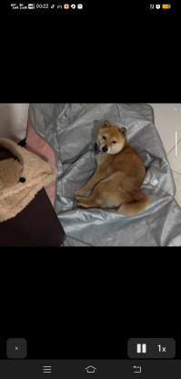 谁家小柴犬丢了