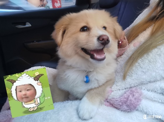 寻宠启示！急！
