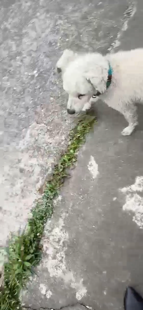 寻找泰迪比熊串串戴图上的项圈