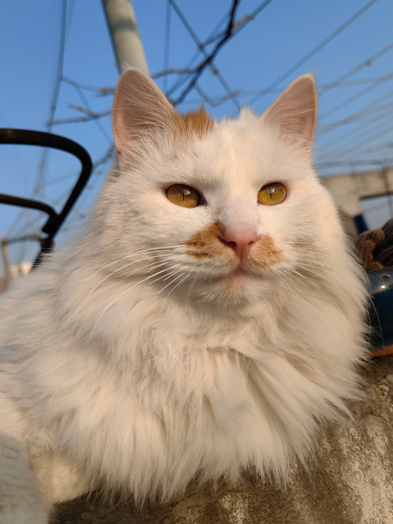 寻找爱猫